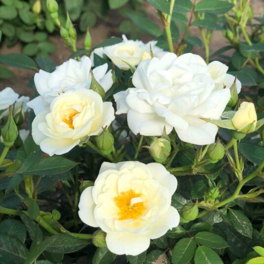 Rosa 'Kent'® (= 'poulcov'®)