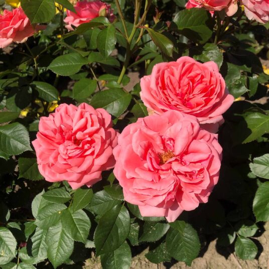 Rosa 'Kimono'