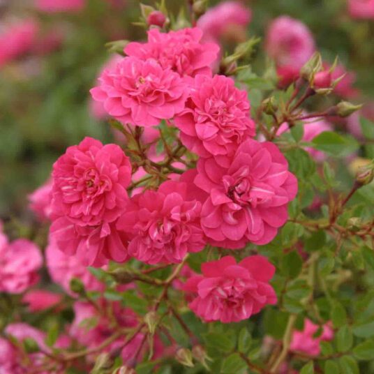 Rosa 'Knirps'® adr 2004 (= 'korverlandus'®)