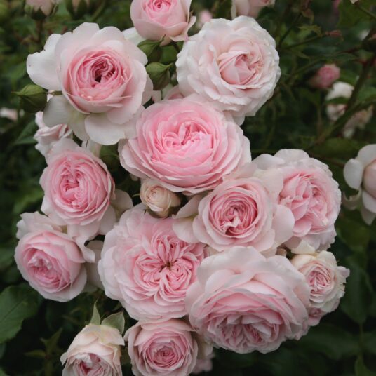 Rosa 'Larissa'® adr 2008 (='kordodo'®)