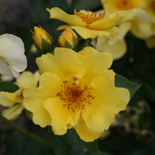 Rosa 'Lemon Fizz'®