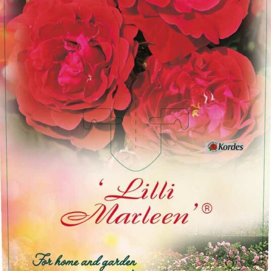 Rosa 'Lilli Marlene'® (= 'korlima'®)