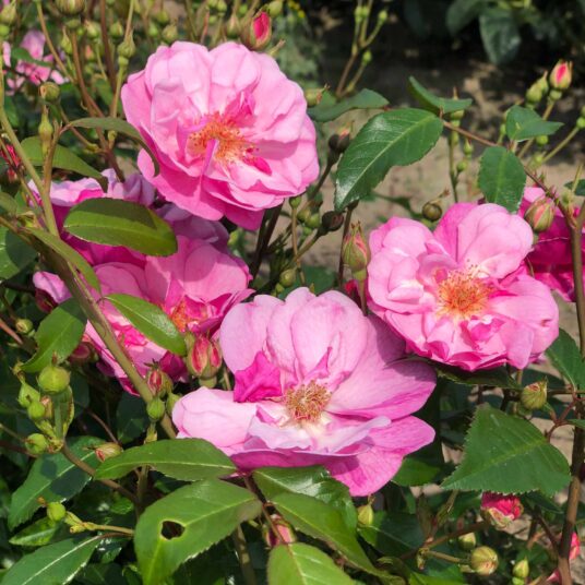 Rosa 'Lavender Meillandina'®