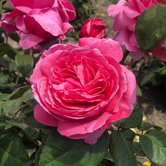 Rosa 'Line Renaud'®