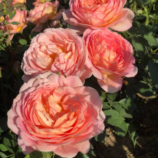 Rosa 'Lady of Shalott'® (david austin®)