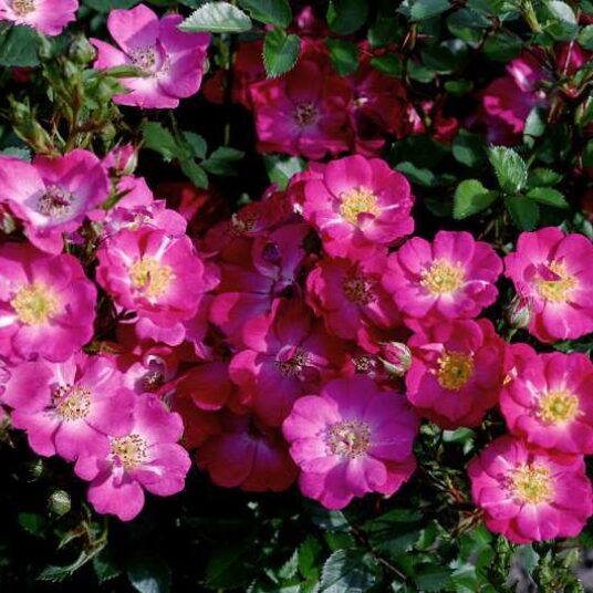 Rosa 'Lupo'® adr 2007