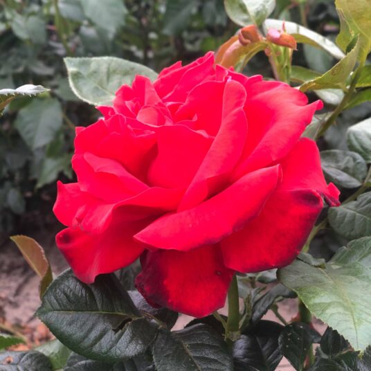 Rosa 'Magali'®