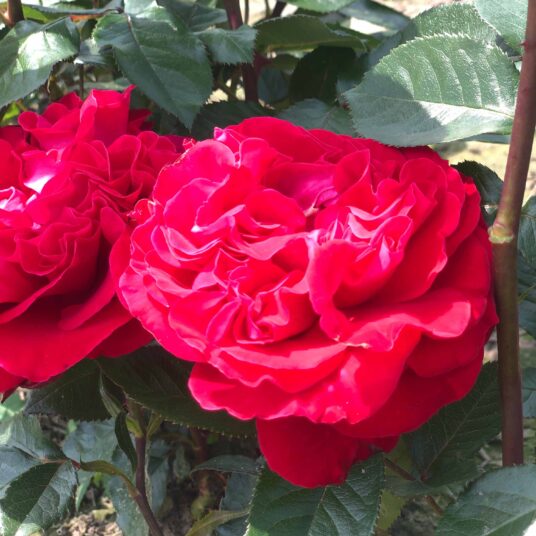 Rosa 'Marylou'