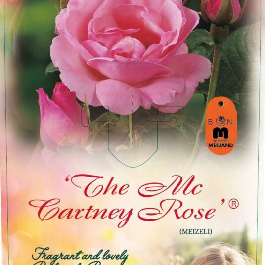 Rosa 'The Mc Cartney Rose'® (='meizeli'®)