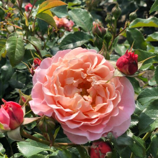 Rosa 'Marie Curie'® (= 'meilomit'®)