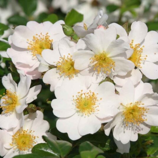 Rosa 'Medeo'® adr 2001 (= 'korcremkis'®)