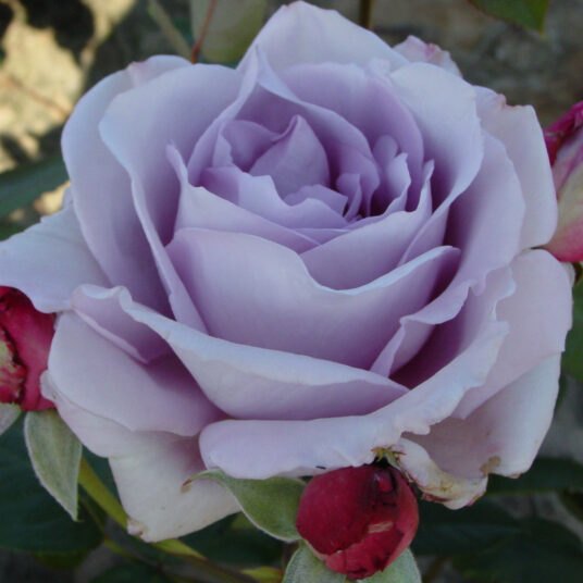 Rosa 'Mainz Fastnacht'® (='blue moon'/'tannacht'®)