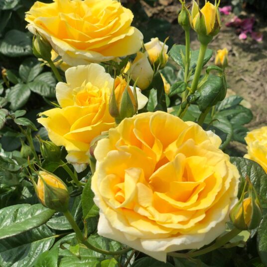 Rosa 'Michelangelo'® (= 'meitelov'®)