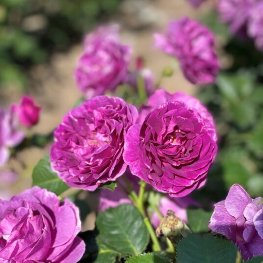 Rosa 'Minerva'®
