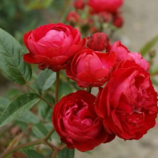 Rosa 'Morsdag' (= 'mothersday')