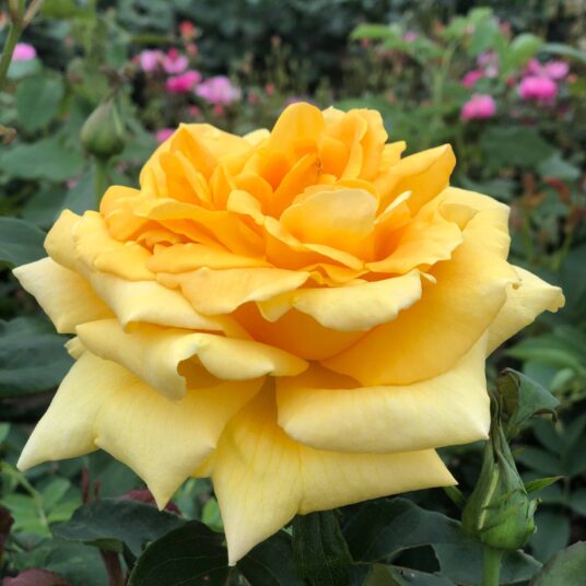 Rosa 'Marco Polo'® (= 'meipaleo'®)