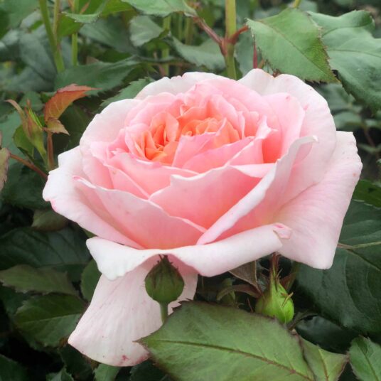 Rosa 'Maxima Romantica'