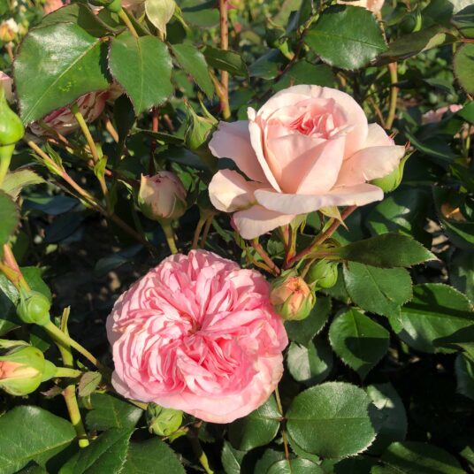Rosa 'Maria Theresia'® (= 'coral fiesta'®)