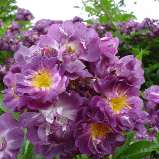 Rosa 'Marie Viaud'