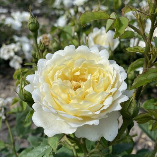 Rosa 'Nye Bevan'  (david austin®)