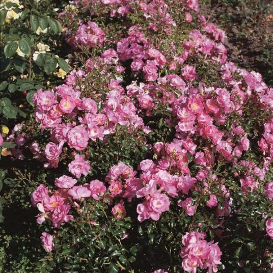 Rosa 'Neon'® adr 1999 (='kordatura'®)