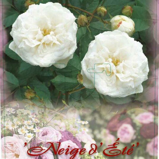 Rosa 'Neige d'ete'®
