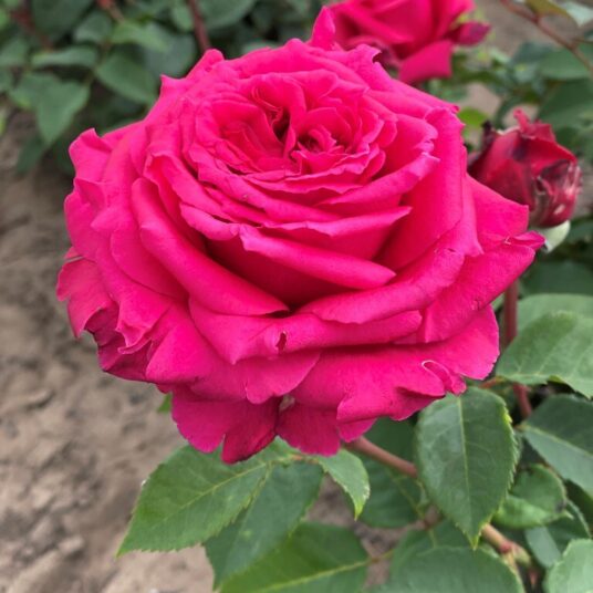 Rosa 'Noblesse'®