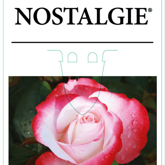 Rosa 'Nostalgie'® (= 'la garconne/taneiglat'®)