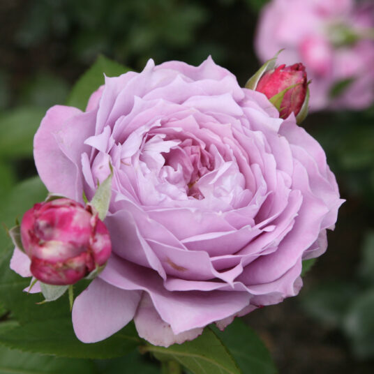 Rosa 'Novalis'® adr®