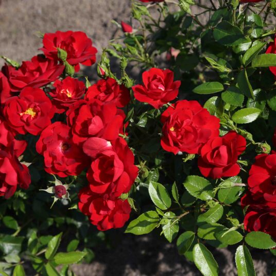 Rosa 'Cayenne'®