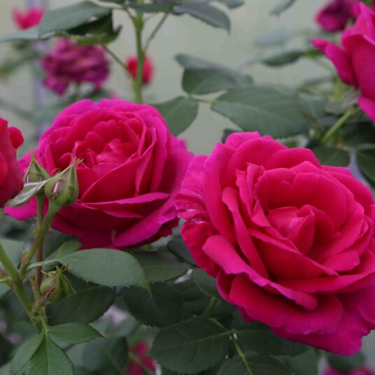 Rosa 'Für Elise'®