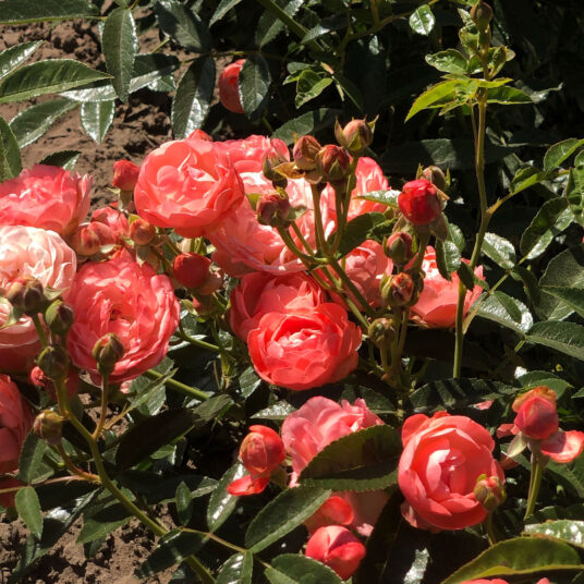 Rosa 'Orange Morsdag' (= 'orange mothersday')
