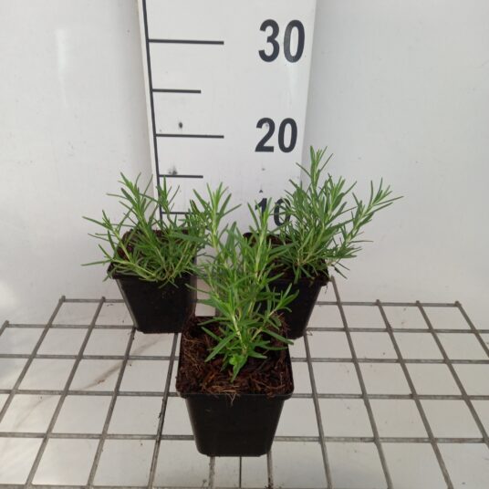 Rosmarinus off. 'Albiflorus'