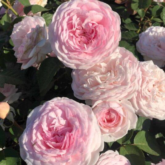Rosa 'Olivia Rose Austin'® (david austin®)