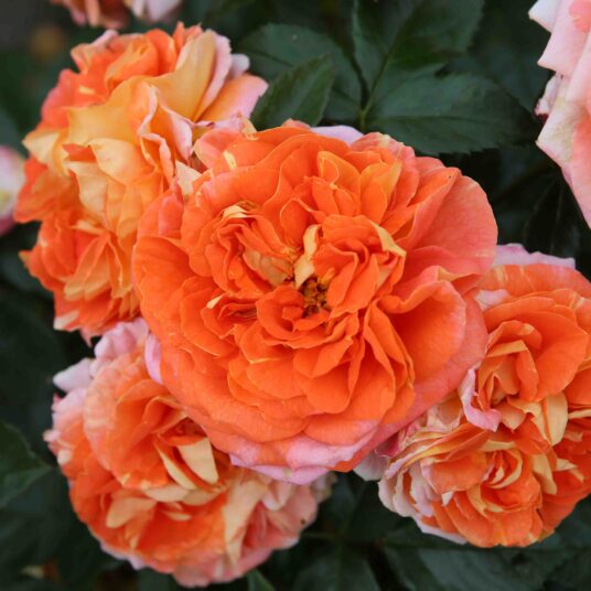 Rosa 'Samba'®