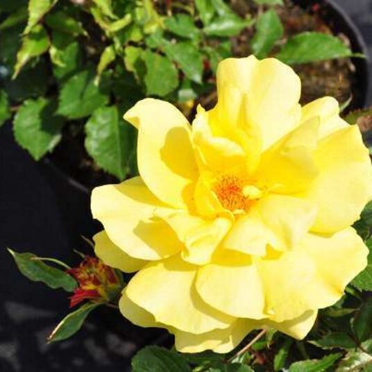 Rosa 'Friesia'® (= 'korresia'®)