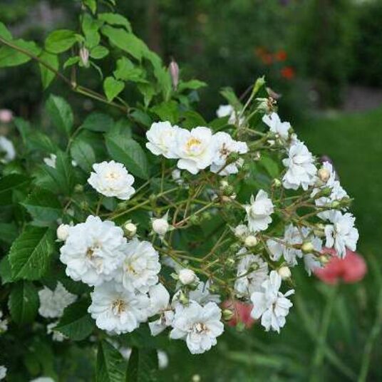 Rosa 'Guirlande d'amour'® (='lenalbi'®)