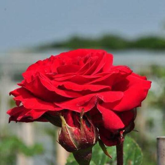 Rosa 'Nina Weibull'