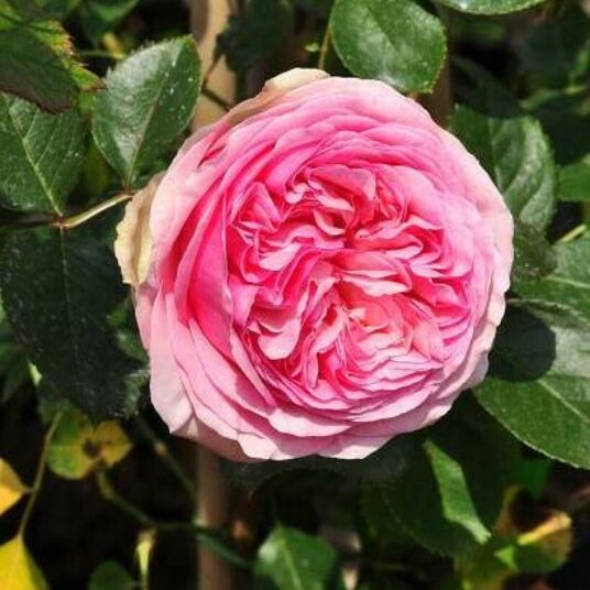 Rosa 'Pierre de Ronsard' (='eden rose/meiviolin®)