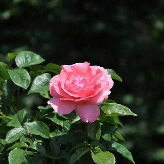 Rosa 'Queen Elisabeth'