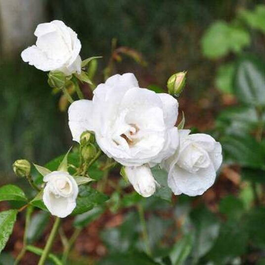 Rosa 'Schneewittchen'® (='iceberg/korbin'®)
