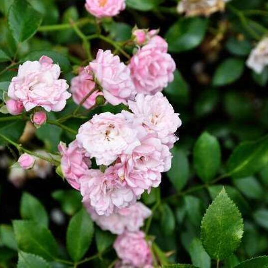 Rosa 'The Fairy'