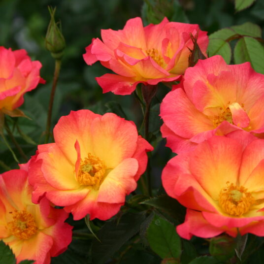 Rosa 'Summer of Love'