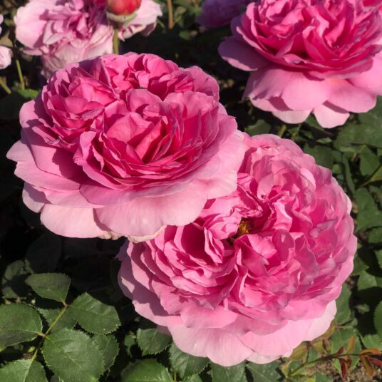 Rosa 'Princess Alexandra' (david austin®)