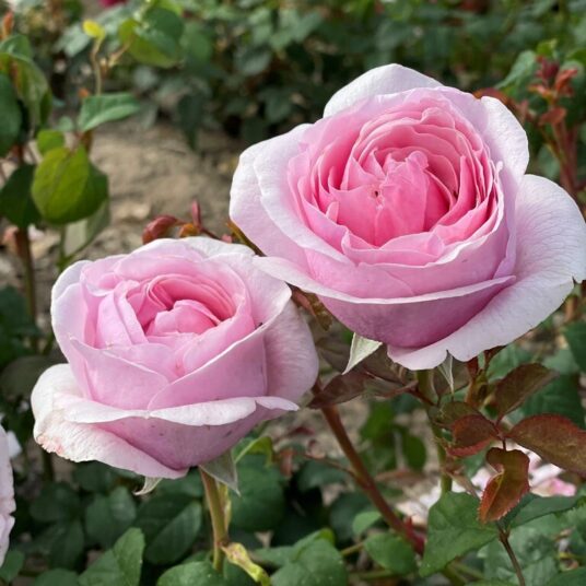 Rosa 'Princess Claire of Belgium'