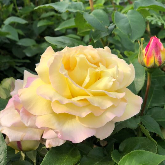 Rosa 'Peace'® (= 'mme a. meilland'®)