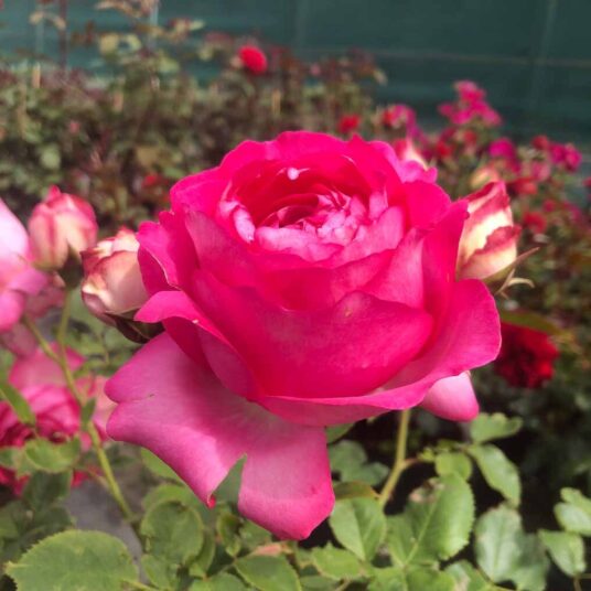 Rosa 'Pink Eden Rose'® (='margaret mae')