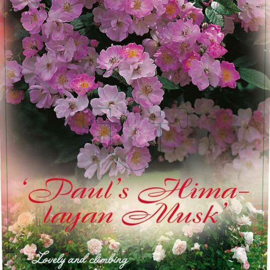 Rosa 'Paul's Himalayan Musk'