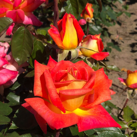 Rosa 'Piccadilly'® (= 'macar'®)
