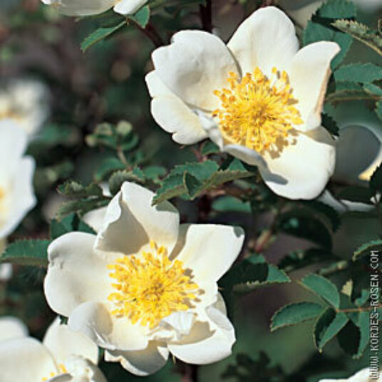 Rosa pimpinellifolia (=spinosissima)